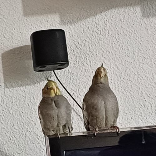 Calopsitte à vendre #2