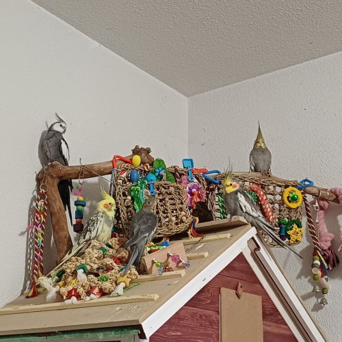 Calopsitte à vendre #3