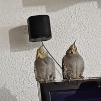 Calopsitte à vendre