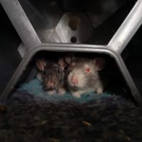 Jeunes rates à l'adoption !