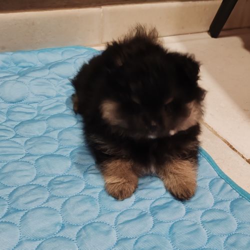 Petits spitz l.o.f. #3