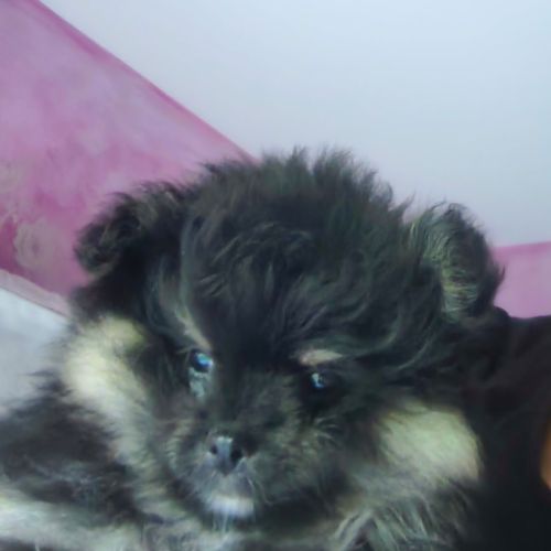 Petits spitz l.o.f. #4