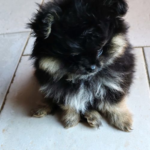 Petits spitz l.o.f. #5