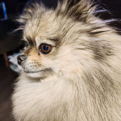 Petits spitz l.o.f. #6