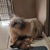 Petits spitz l.o.f. #2