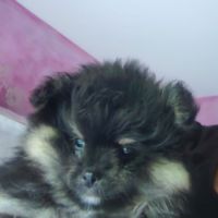 Petits spitz l.o.f. #4