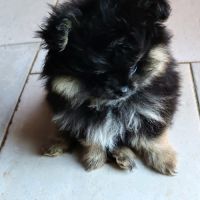 Petits spitz l.o.f. #5