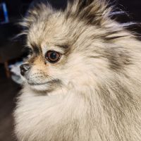 Petits spitz l.o.f. #6