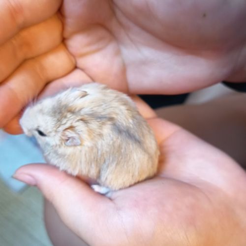 Hamster russe éduqué #2