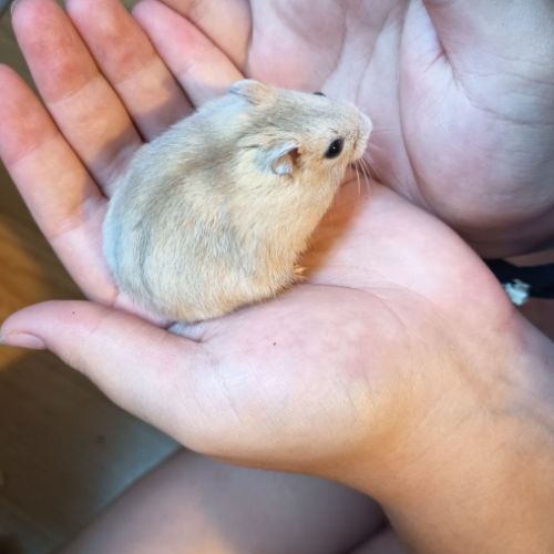Hamster russe éduqué #0