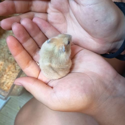 Hamster russe éduqué #4