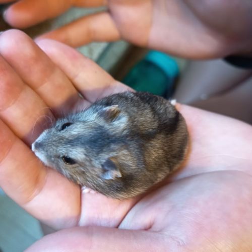 Hamster russe éduqué #5