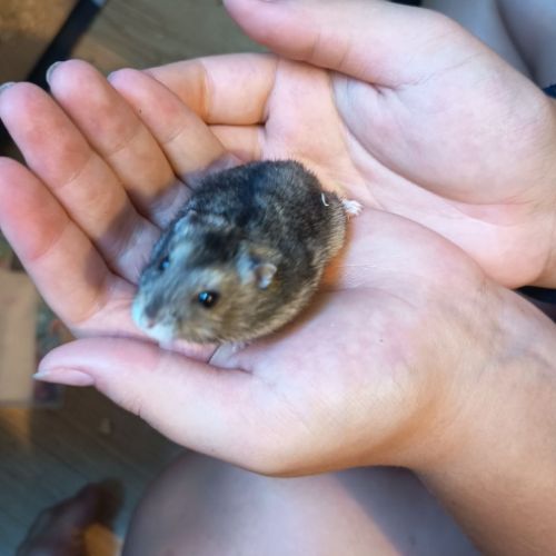 Hamster russe éduqué #8