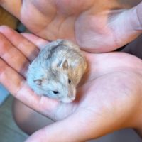 Hamster russe éduqué #1