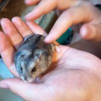 Hamster russe éduqué #6