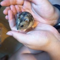 Hamster russe éduqué #7