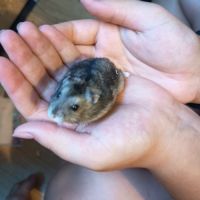 Hamster russe éduqué #8