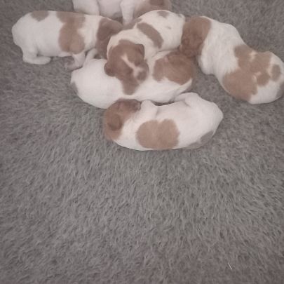 Chiot mâle épagneul breton #2