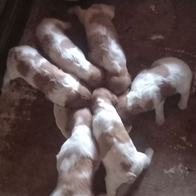 Chiot mâle épagneul breton #3