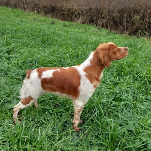 Chiot mâle épagneul breton #4