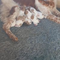 Chiot mâle épagneul breton #0