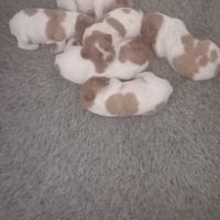 Chiot mâle épagneul breton #2