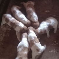 Chiot mâle épagneul breton #3