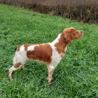 Chiot mâle épagneul breton #4