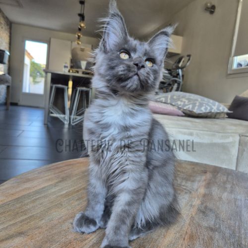 Chaton maine coon loof #1