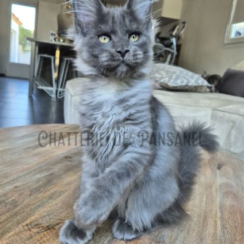 Chaton maine coon loof #0