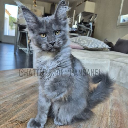 Chaton maine coon loof #3