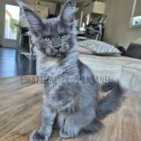 Chaton maine coon loof #3