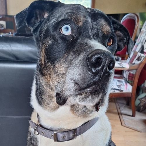 Willow à l’adoption,