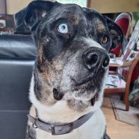 Willow à l’adoption, #0