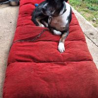 Willow à l’adoption, #2