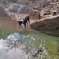 Willow à l’adoption, #3