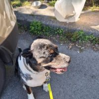 Willow à l’adoption, #4