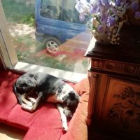 Willow à l’adoption, #5