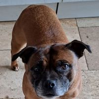 Neya à l’adoption,