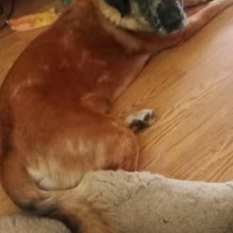 Bretzel à l’adoption