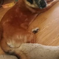 Bretzel à l’adoption #0