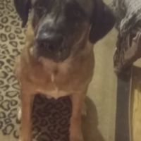 Bretzel à l’adoption #2