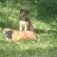 Bretzel à l’adoption #3