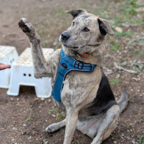 Luffy à l adoption #4