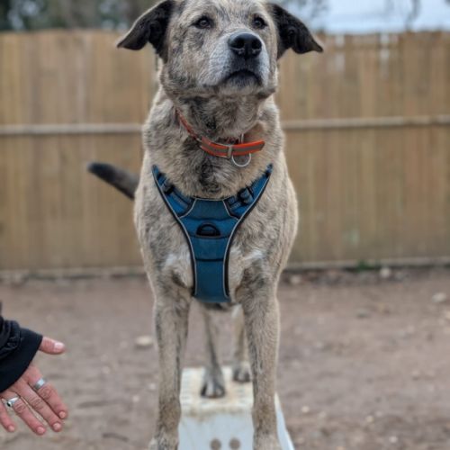 Luffy à l adoption #6