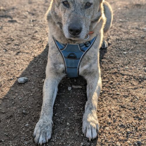 Luffy à l adoption #7