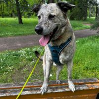 Luffy à l adoption #1