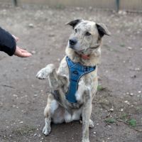 Luffy à l adoption #2