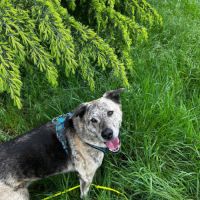 Luffy à l adoption #3