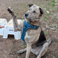 Luffy à l adoption #4